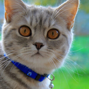 Collari per gatti
