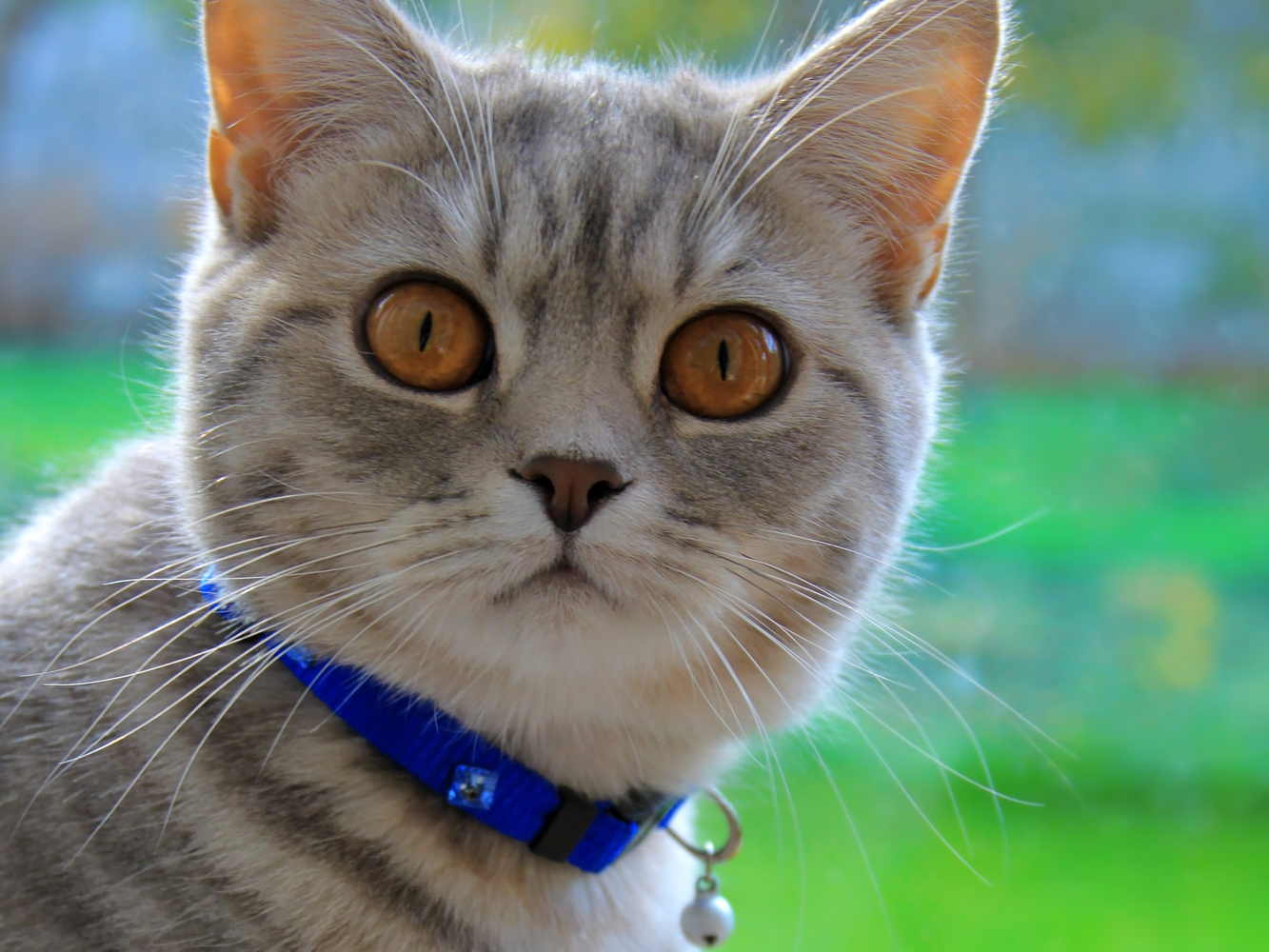 Collari per gatti