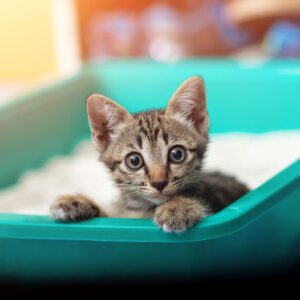 Lettiere e portalettiere